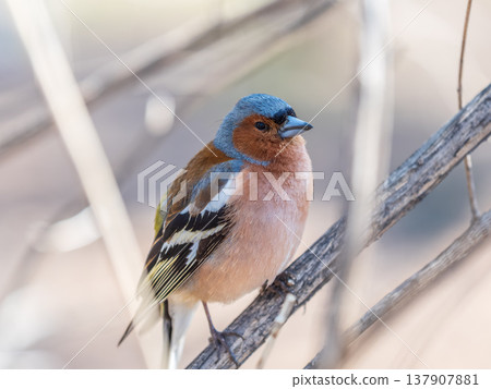 Common chaffinch, Fringilla coelebs, sits on a tree. Common chaffinch in wildlife. Common chaffinch, Fringilla coelebs, sits on a tree. Common chaffinch in wildlife. 137907881