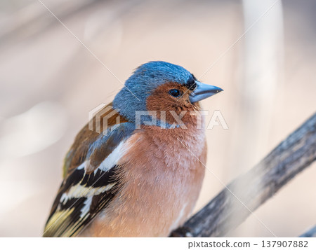Common chaffinch, Fringilla coelebs, sits on a tree. Common chaffinch in wildlife. 137907882