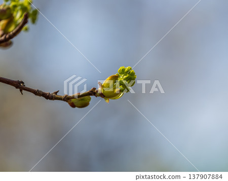 Green bushes with young leaves in the sunset Green bushes with young leaves in the sunset 137907884