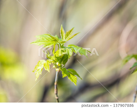 Green bushes with young leaves in the sunset Green bushes with young leaves in the sunset 137907886