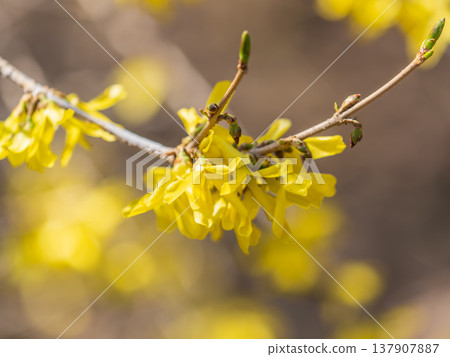 Forsythia. Blooming forsythia bush. Yellow flower on a branch of forsythia. 137907887