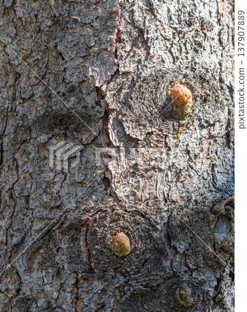 Bark texture and background of a old fir tree trunk. Detailed bark texture. Natural background 137907889