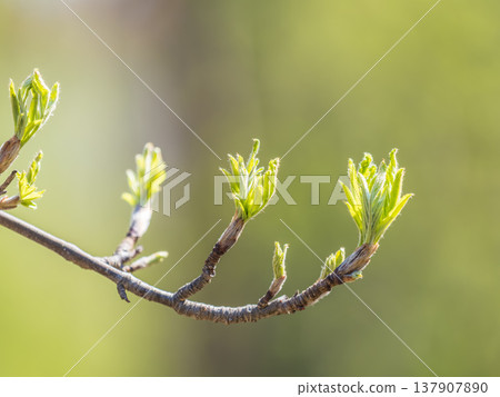 Green bushes with young leaves in the sunset 137907890