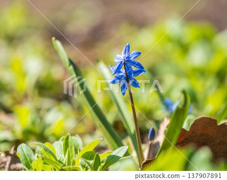 Siberian squill, wood squill, Scilla siberica meadow plant with blue blossom in grass. Spring flower background Siberian squill, wood squill, Scilla siberica meadow plant with blue blossom in grass. Spring flower background 137907891