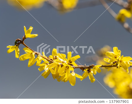 Forsythia. Blooming forsythia bush. Yellow flower on a branch of forsythia. Forsythia. Blooming forsythia bush. Yellow flower on a branch of forsythia. 137907901