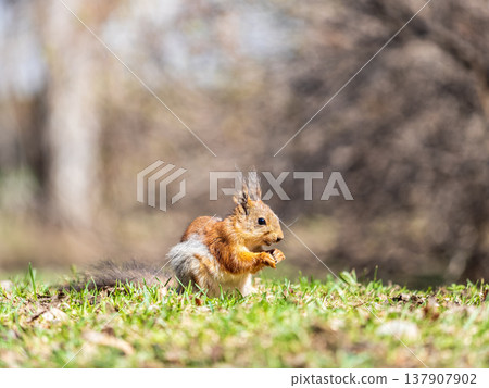 Squirrel in autumn or spring with nut on the green grass with fallen yellow leaves 137907902