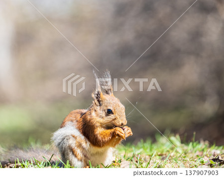 Squirrel in autumn or spring with nut on the green grass with fallen yellow leaves 137907903