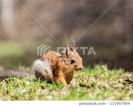 Squirrel in autumn or spring with nut on the green grass with fallen yellow leaves 137907904