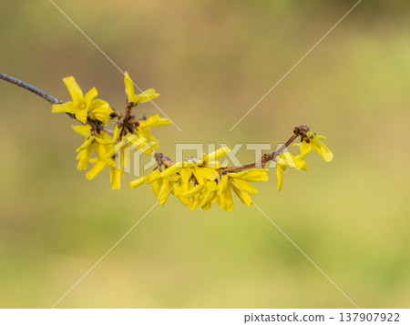 Forsythia. Blooming forsythia bush. Yellow flower on a branch of forsythia. Forsythia. Blooming forsythia bush. Yellow flower on a branch of forsythia. 137907922