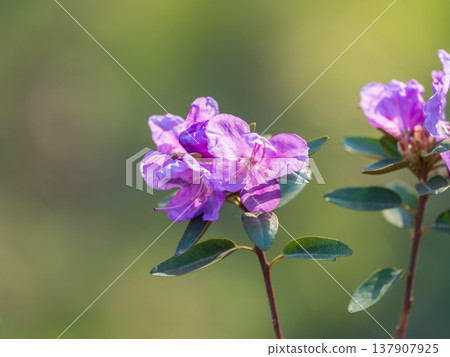 Pink flowers of Siberian rhododendron copy space. Rhododendron dauricum. Spring flowering of Altai rhododendron. 137907925