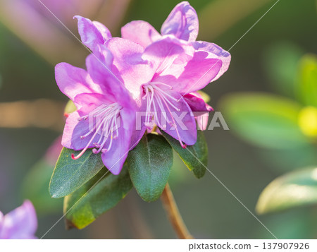 Pink flowers of Siberian rhododendron copy space. Rhododendron dauricum. Spring flowering of Altai rhododendron. 137907926