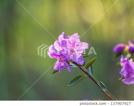 Pink flowers of Siberian rhododendron copy space. Rhododendron dauricum. Spring flowering of Altai rhododendron. 137907927