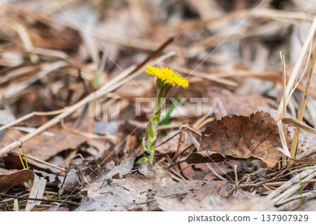 The spring primroses. The bright yellow flowers of coltsfoot in the sunshine. The spring primroses. The bright yellow flowers of coltsfoot in the sunshine. 137907929