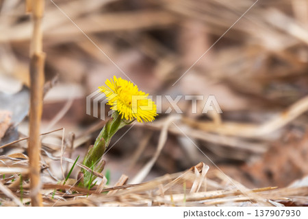 The spring primroses. The bright yellow flowers of coltsfoot in the sunshine. 137907930