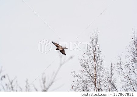 The bird of prey Black Kite flying in blue Sky 137907931