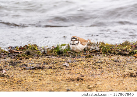 Little ringed plover (Charadrius dubius), bird standing on the lake shore 137907940