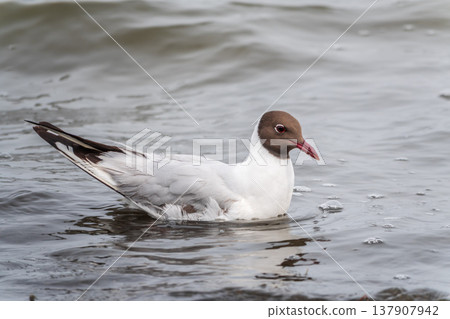 The black-headed gull, lat. Chroicocephalus ridibundus, swimming in a lake The black-headed gull, lat. Chroicocephalus ridibundus, swimming in a lake 137907942