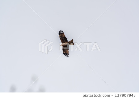 The bird of prey Black Kite flying in blue Sky 137907943