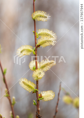 Nature awakes in spring. Blooming willow twigs and furry willow-catkins, so called seals or cats. Holly willow, Salix caprea 137907944