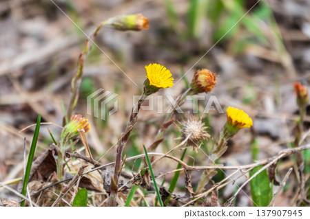 The spring primroses. The bright yellow flowers of coltsfoot in the sunshine. The spring primroses. The bright yellow flowers of coltsfoot in the sunshine. 137907945