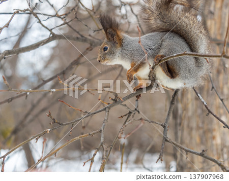 Portrait of a squirrel on a tree trunk Portrait of a squirrel on a tree trunk 137907968