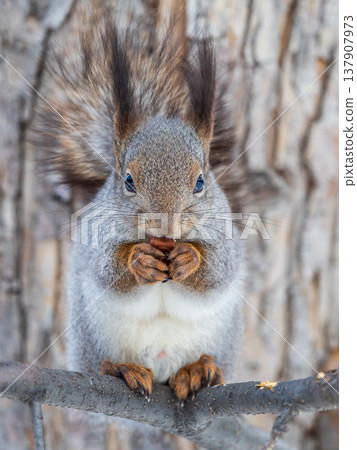 Squirrel eats nuts from a man's hand. Caring for animals in winter or autumn. 137907973