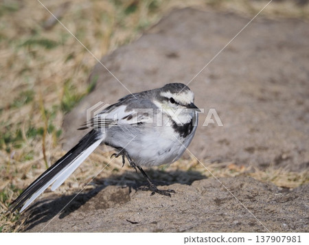Black-backed Wagtail looking for food Black-backed Wagtail looking for food 137907981