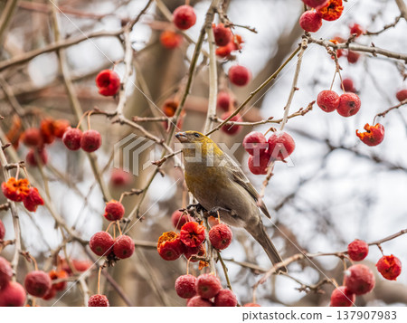 Pine Grosbeak Female Eating Red Berries in Winter Pine Grosbeak Female Eating Red Berries in Winter 137907983