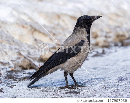 Crow in the snow on a winter day close-up Crow in the snow on a winter day close-up 137907986