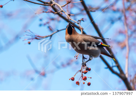 Bohemian Waxwing, Bombycilla garrulus, sitting on the bush and feeding on wild red apples in winter or early spring time. 137907997