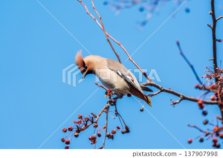 Bohemian Waxwing, Bombycilla garrulus, sitting on the bush and feeding on wild red apples in winter or early spring time. 137907998