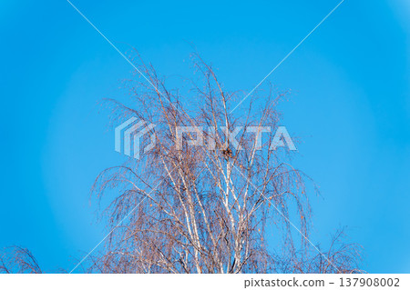 The tops of birch trees on the blue sky background. Autumn tree branches without leaves against a clear blue sky. The tops of birch trees on the blue sky background. Autumn tree branches without leaves against a clear blue sky. 137908002
