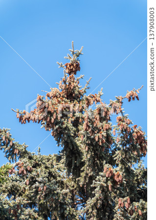 Green spruce branches with needles and cones against a blue sky in winter. Many cones on spruce. Fir tree. Green spruce branches with needles and cones against a blue sky in winter. Many cones on spruce. Fir tree. 137908003