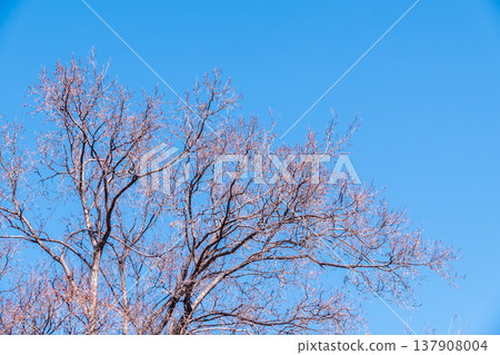 The top of oak tree on a clear winter day against the blue sky background The top of oak tree on a clear winter day against the blue sky background 137908004