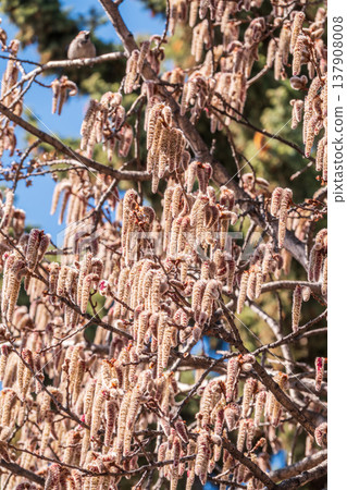 Backlit cluster of female European aspen or Quaking Aspen, Populus tremuloides, catkins, under the soft spring sun 137908008
