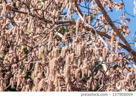 Backlit cluster of female European aspen or Quaking Aspen, Populus tremuloides, catkins, under the soft spring sun Backlit cluster of female European aspen or Quaking Aspen, Populus tremuloides, catkins, under the soft spring sun 137908009