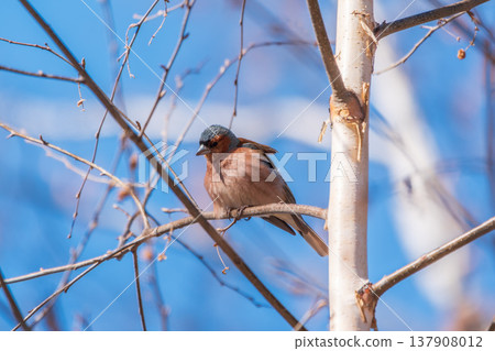 Common chaffinch, Fringilla coelebs, sits on a tree. Common chaffinch in wildlife. 137908012