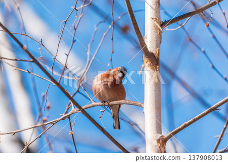 Common chaffinch, Fringilla coelebs, sits on a tree. Common chaffinch in wildlife. 137908013