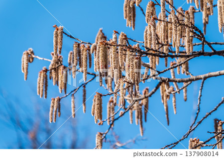 Backlit cluster of female European aspen or Quaking Aspen, Populus tremuloides, catkins, under the soft spring sun Backlit cluster of female European aspen or Quaking Aspen, Populus tremuloides, catkins, under the soft spring sun 137908014