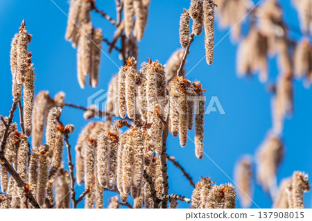 Backlit cluster of female European aspen or Quaking Aspen, Populus tremuloides, catkins, under the soft spring sun 137908015