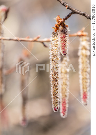 Backlit cluster of female European aspen or Quaking Aspen, Populus tremuloides, catkins, under the soft spring sun 137908016