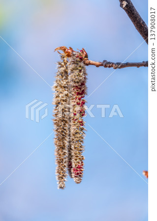 Backlit cluster of female European aspen or Quaking Aspen, Populus tremuloides, catkins, under the soft spring sun Backlit cluster of female European aspen or Quaking Aspen, Populus tremuloides, catkins, under the soft spring sun 137908017