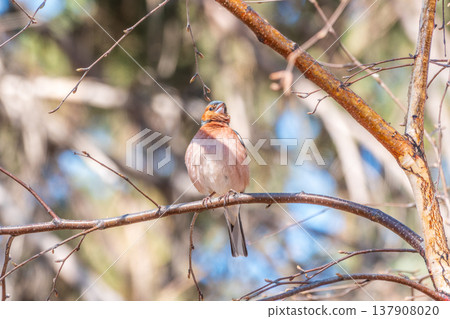 Common chaffinch, Fringilla coelebs, sits on a tree. Common chaffinch in wildlife. 137908020