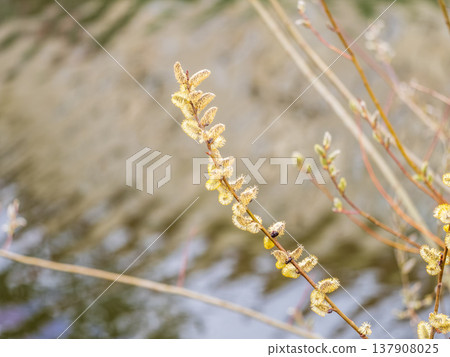 Nature awakes in spring. Blooming willow twigs and furry willow-catkins, so called seals or cats. Holly willow, Salix caprea Nature awakes in spring. Blooming willow twigs and furry willow-catkins, so called seals or cats. Holly willow, Salix caprea 137908025
