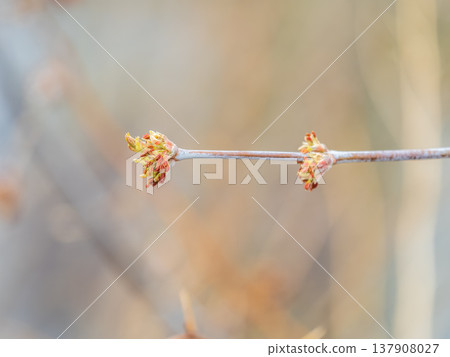The first spring gentle leaves, buds and branches macro background 137908027