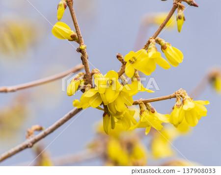 Forsythia. Blooming forsythia bush. Yellow flower on a branch of forsythia. 137908033