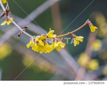 Forsythia. Blooming forsythia bush. Yellow flower on a branch of forsythia. 137908034