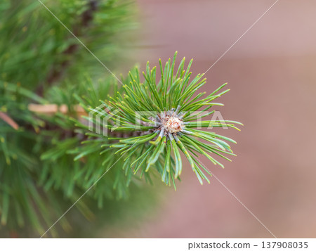 Closeup of fir branches with young buds. Spring nature concept. Fir branches with fresh shoots Closeup of fir branches with young buds. Spring nature concept. Fir branches with fresh shoots 137908035