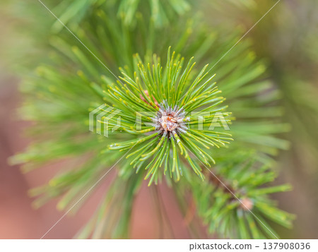 Closeup of fir branches with young buds. Spring nature concept. Fir branches with fresh shoots Closeup of fir branches with young buds. Spring nature concept. Fir branches with fresh shoots 137908036