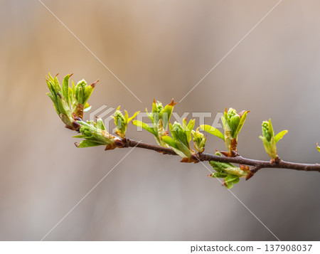 Green bushes with young leaves in the sunset Green bushes with young leaves in the sunset 137908037
